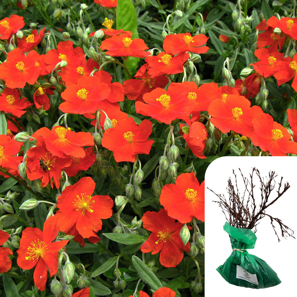 Rosa Potentilla Marian Red Robin