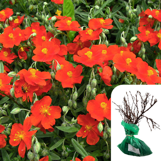 Rosa Potentilla Marian Red Robin