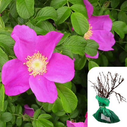 Rosa Rugosa Deep Pink