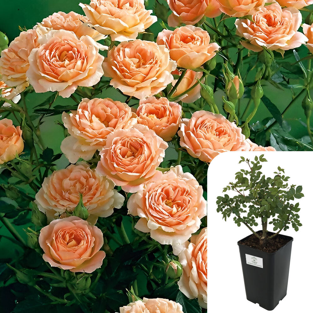 Rosa Sweet Dreams