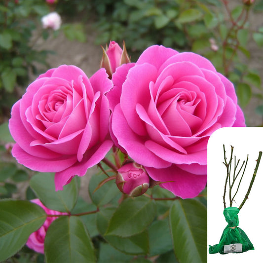 Brilliant Pink Iceberg