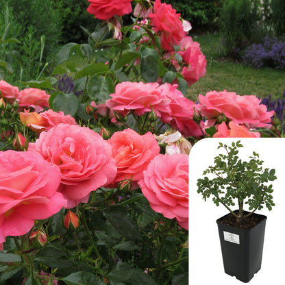 Rosa 'Special Anniversary'