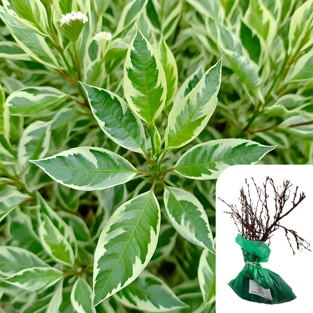 Cornus Alba Elegantissima