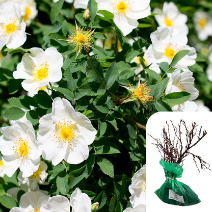 Rosa Rugosa Alba