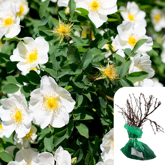 Rosa Rugosa Alba