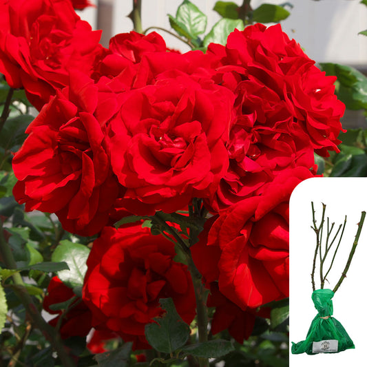 Rosa Trumpeter