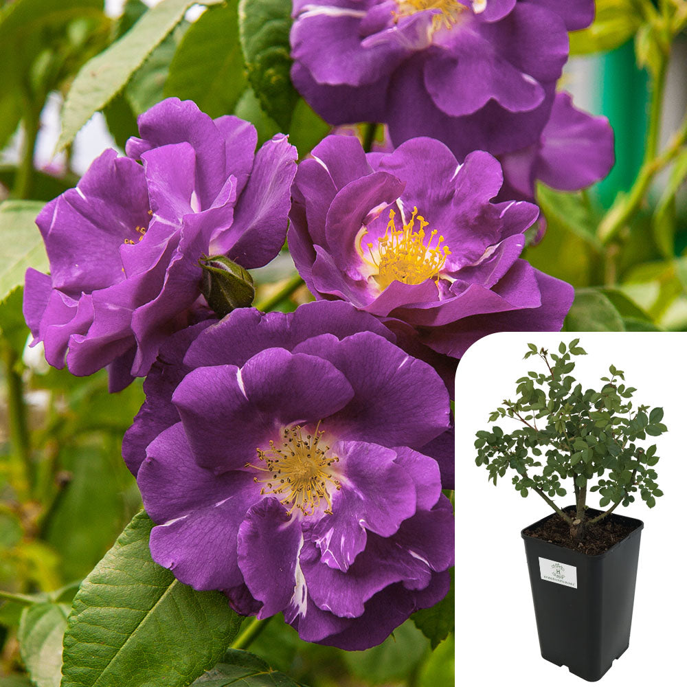 Rosa Rhapsody in Blue