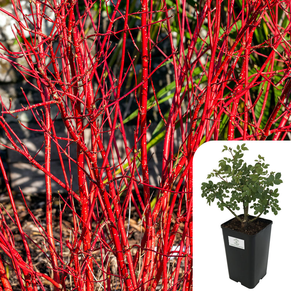 Rosa Cornus Alba Sibirica