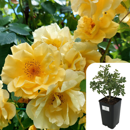 Maigold Rose