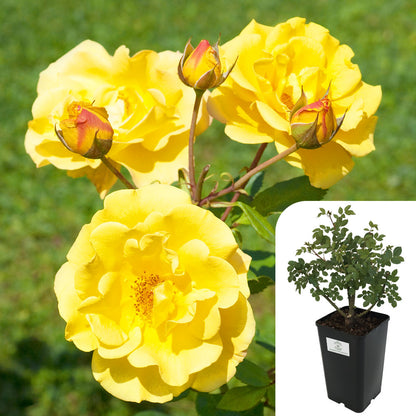 Rosa 'Arthur Bell'