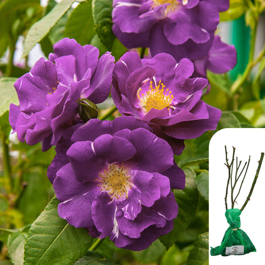 Rosa Rhapsody in Blue