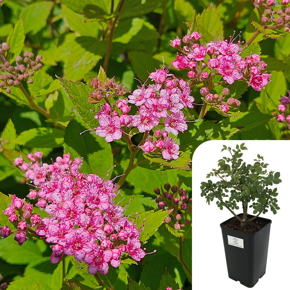 Rosa Spirea Goldflame
