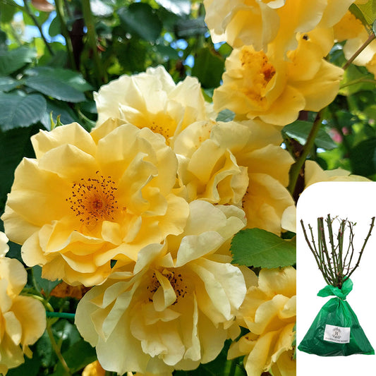 Maigold Rose