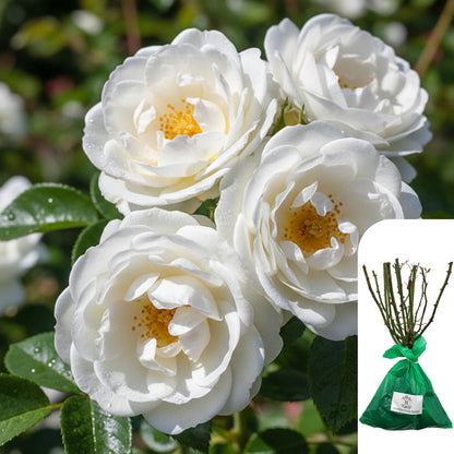 Rosa White Cockade