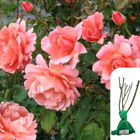 Rosa Blessings