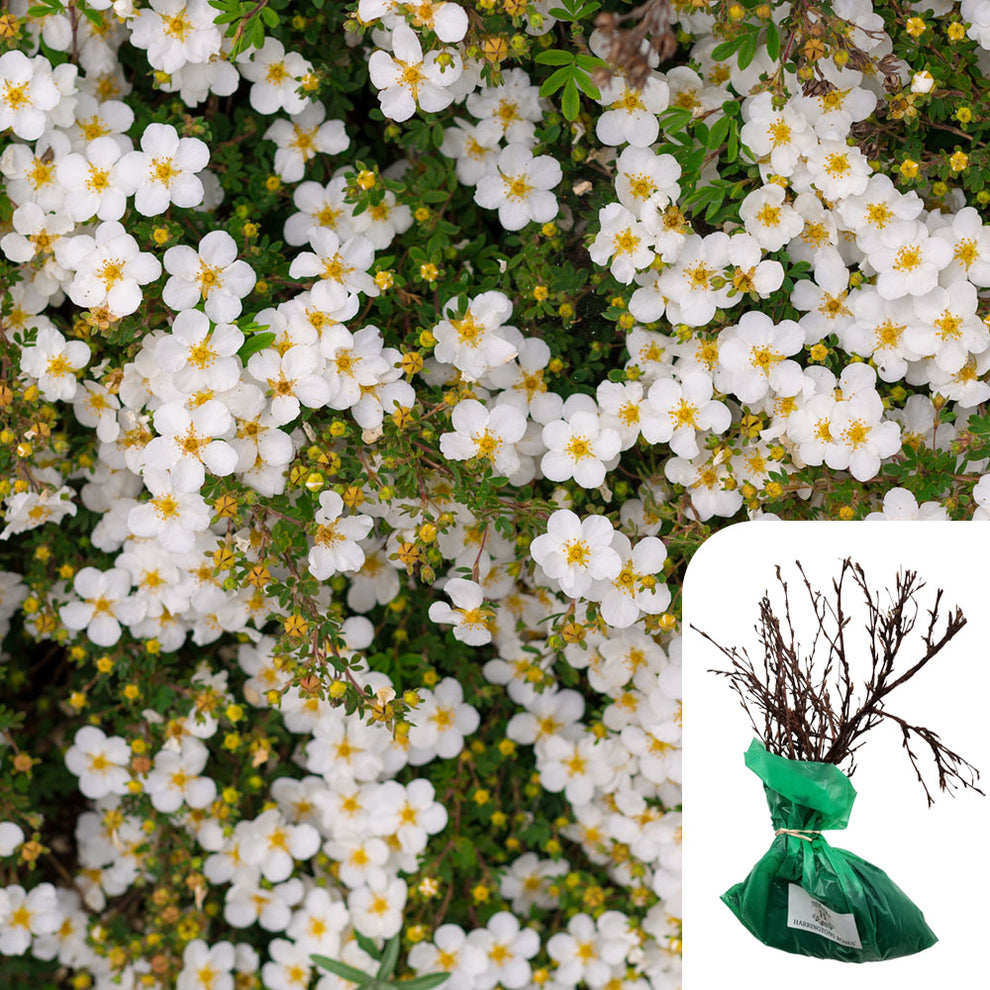Potentilla Abbotswood Shrub Rose - White Flowers - Low Maintenance ...