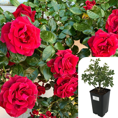 Rosa Royal William