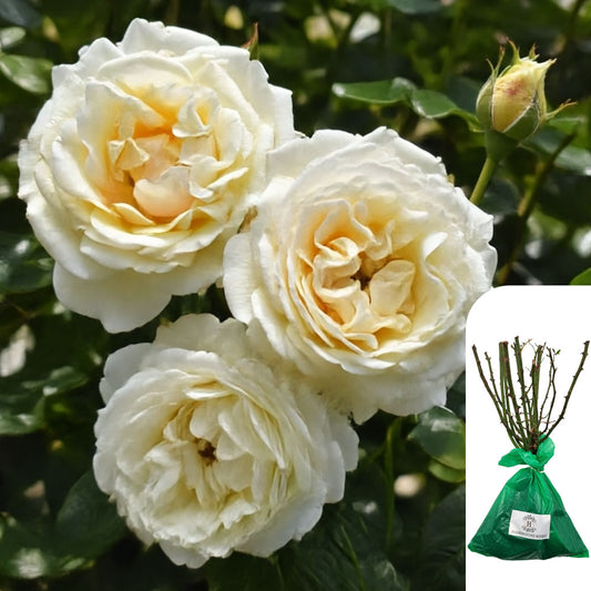 Rosa Creme De La Creme