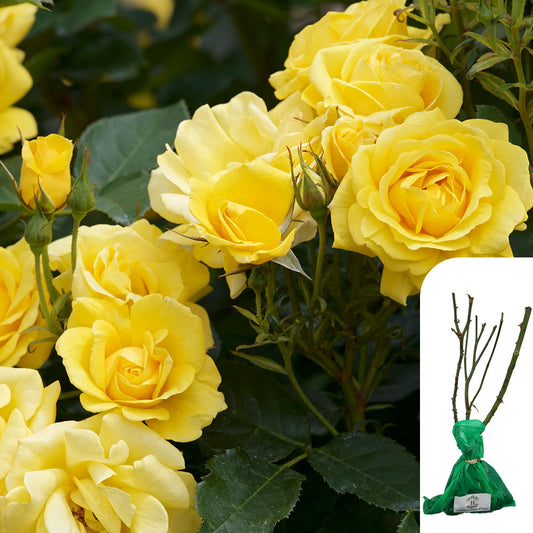 Rosa Freedom