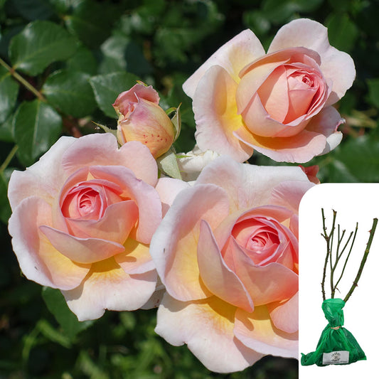 Rosa Chandos Beauty