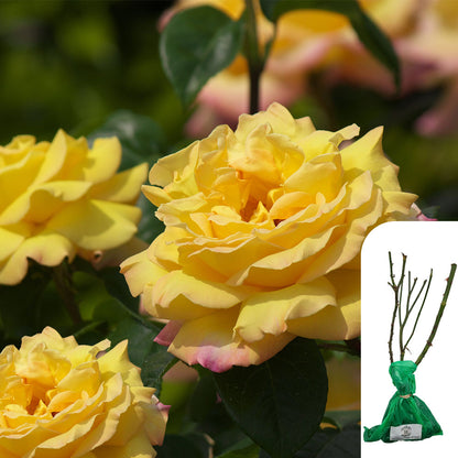 Rosa 'Especially for You'