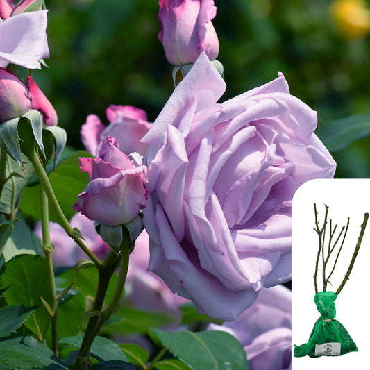 Rosa Blue Moon