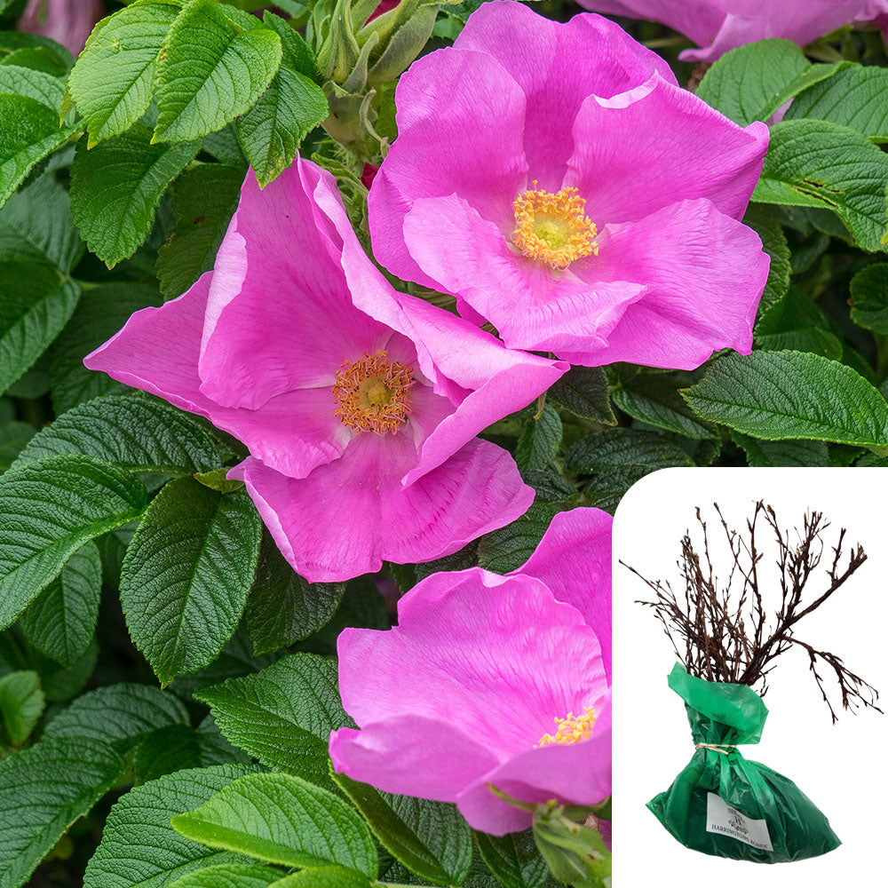 Rosa Rugosa 'Rubra' – Fragrant & Hardy Pink Shrub Rose | RHS Award ...