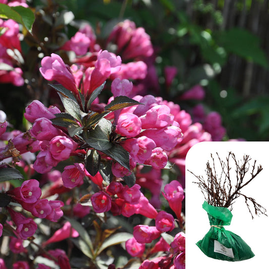 Rosa 'Weigela florida Foliis Purpureis'