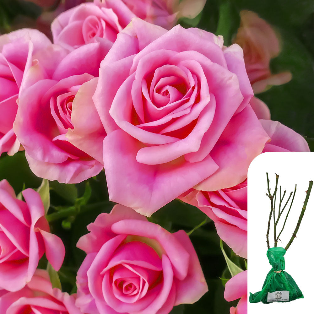 Rosa Wedding Bells