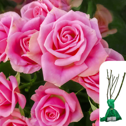 Rosa Wedding Bells