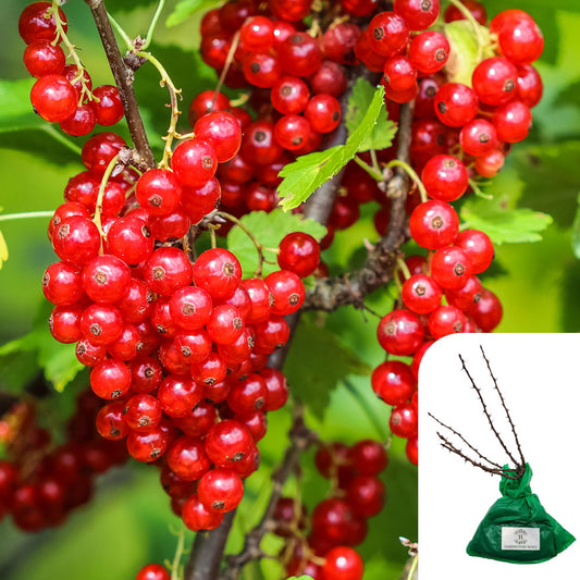 Redcurrant Jonker Van Tets