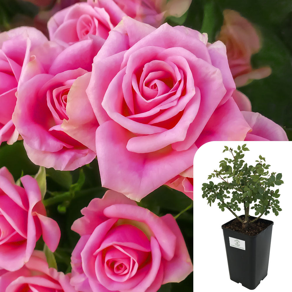 Rosa Wedding Bells