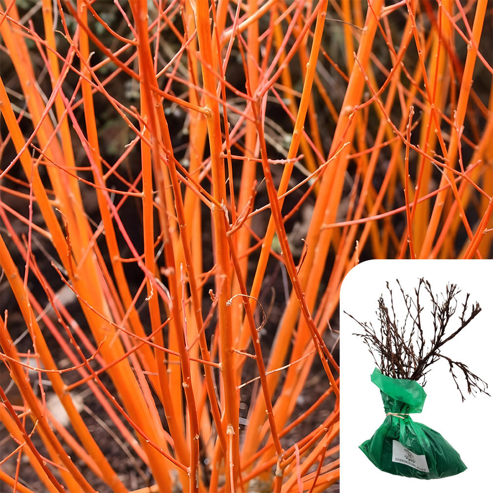 Sanguinea Midwinter Fire