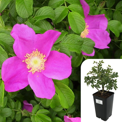 Rosa Rugosa Deep Pink