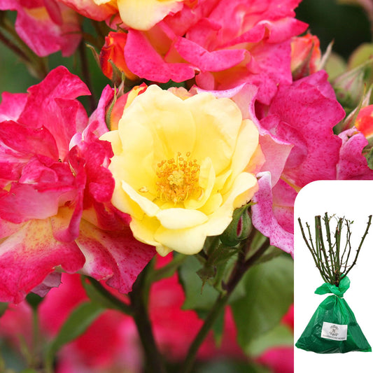 'Masquerade' Rose
