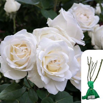 Rosa Iceberg