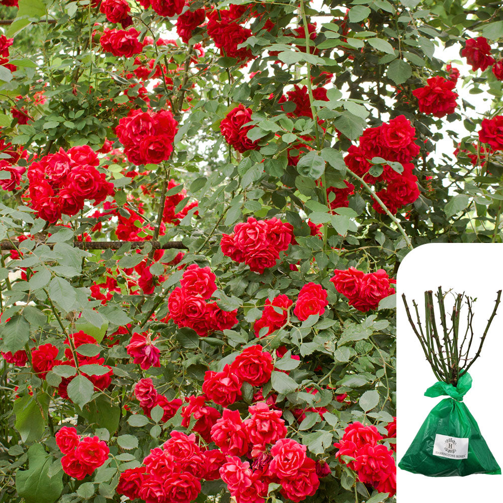 Rosa Paul’s Scarlet