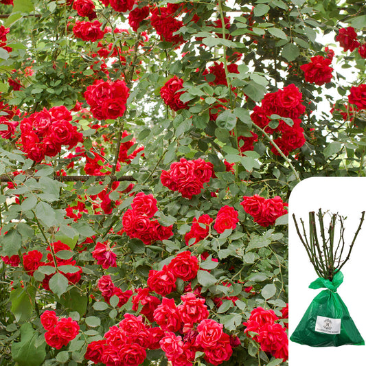 Rosa Paul’s Scarlet