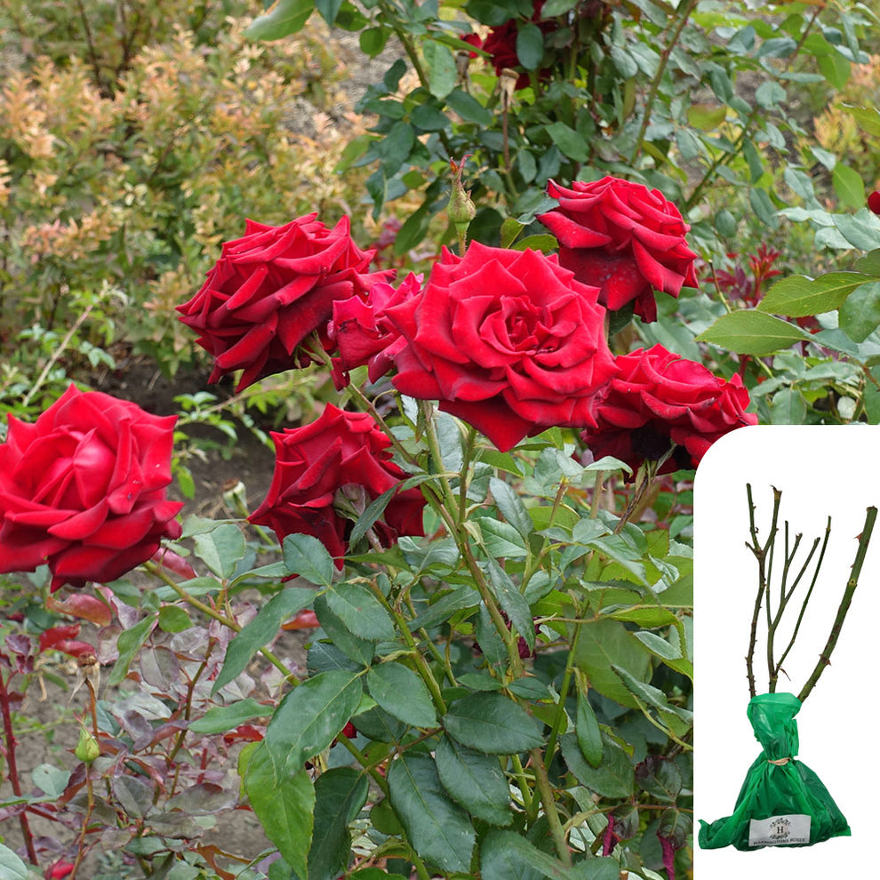 Rosa 'Loving Memory' - Fragrant, Long-Blooming Red Flowers - Bare-Root ...