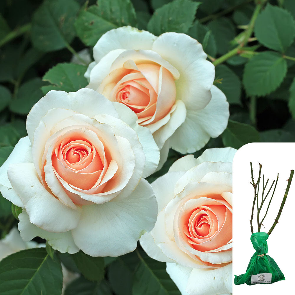 Rosa 'Margaret Merril'