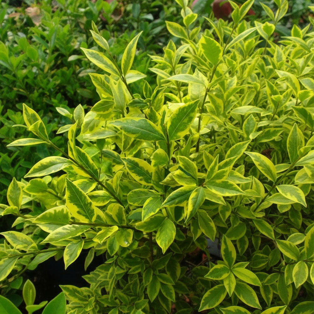 Ligustrum Ovalifolium Aureum