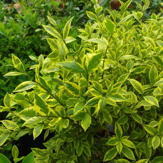 Ligustrum Ovalifolium Aureum