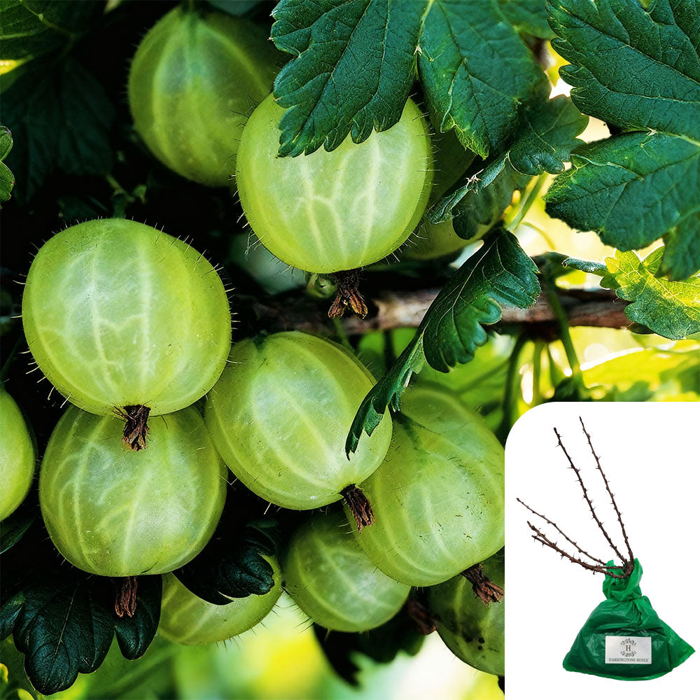 Gooseberry ‘Invicta’