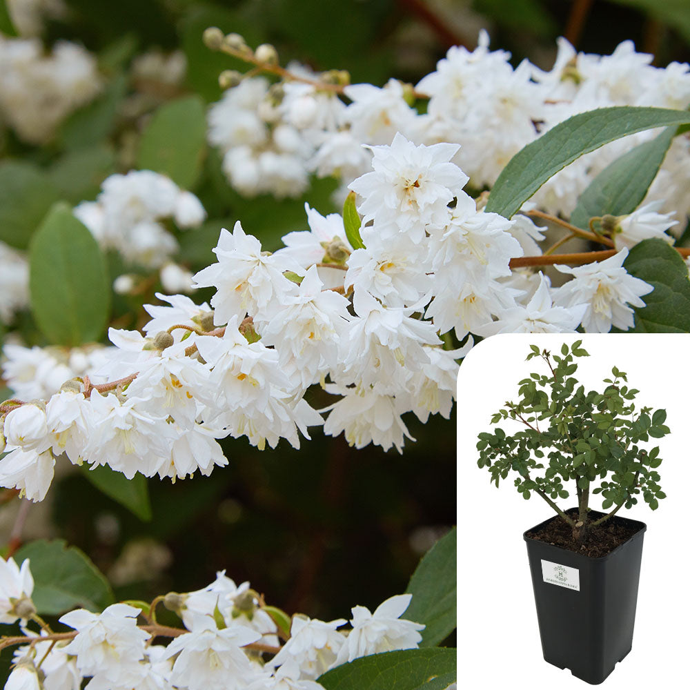 Rosa Deutzia Scabia