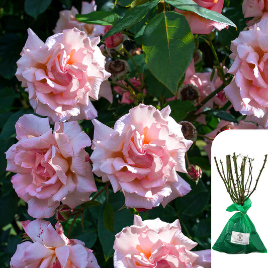'Albertine' Rose