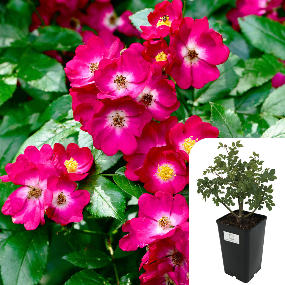 Rosa Marjorie Fair
