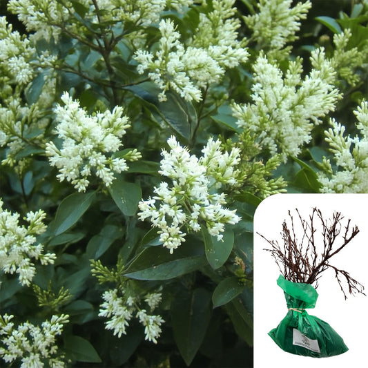 Ligustrum Ovalifolium