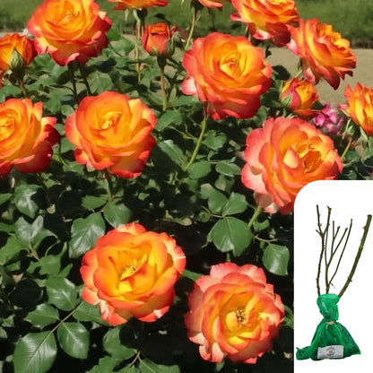 Rosa Tequila Sunrise