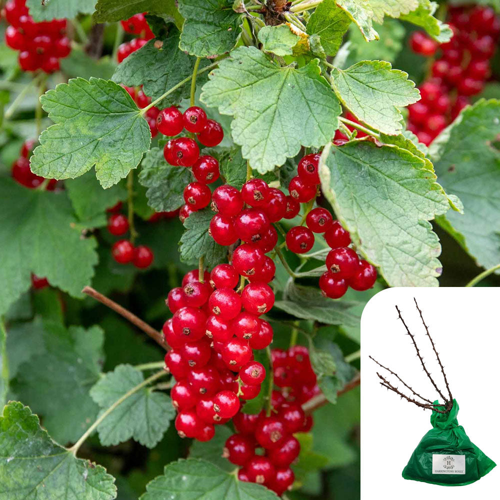 Redcurrant Jonker Van Tets