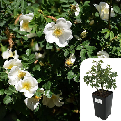 Rosa Rugosa Alba